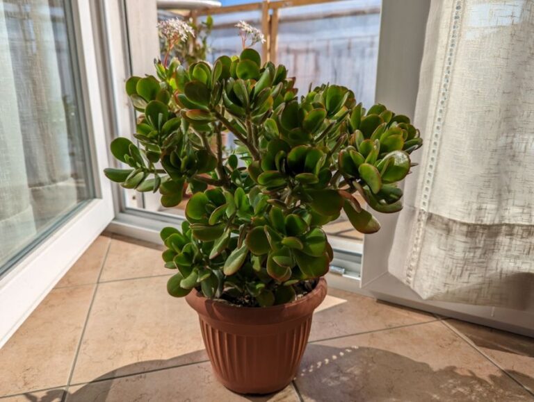 Potted Jade Plant Sitting in Open Sunny Doorway