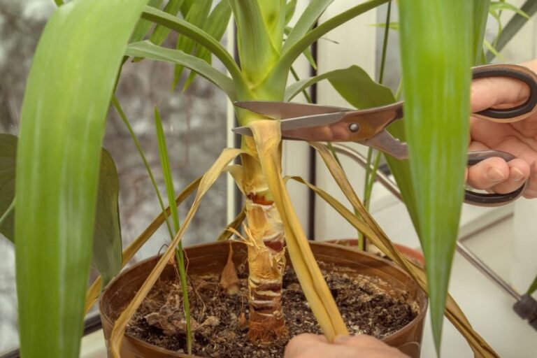 Pruning Dead Leaves on a Yucca Plant