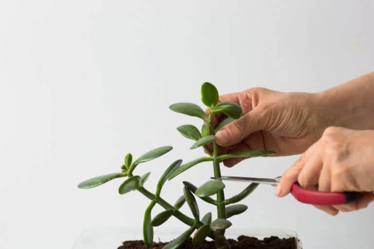 Pruning a Jade Plant With Scissors