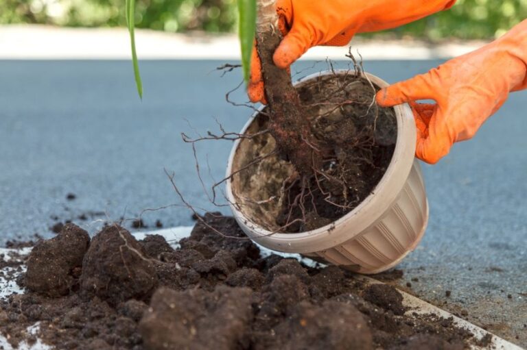 Replanting a Yucca Plant
