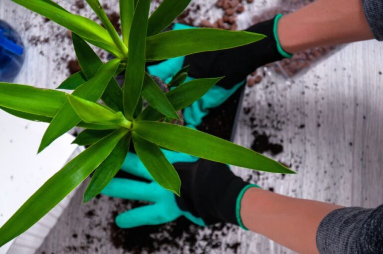 Replanting a Yucca Plant With Rich Dark Soil
