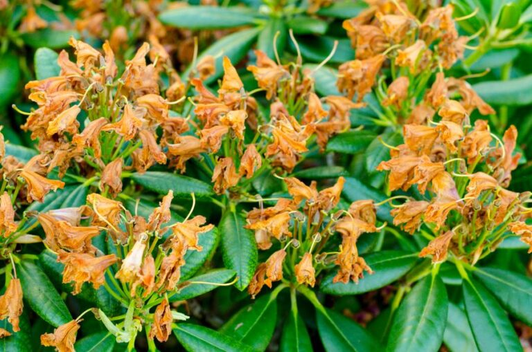 Rhododendron Not Flowering? It’s One of These 6 Reasons! The