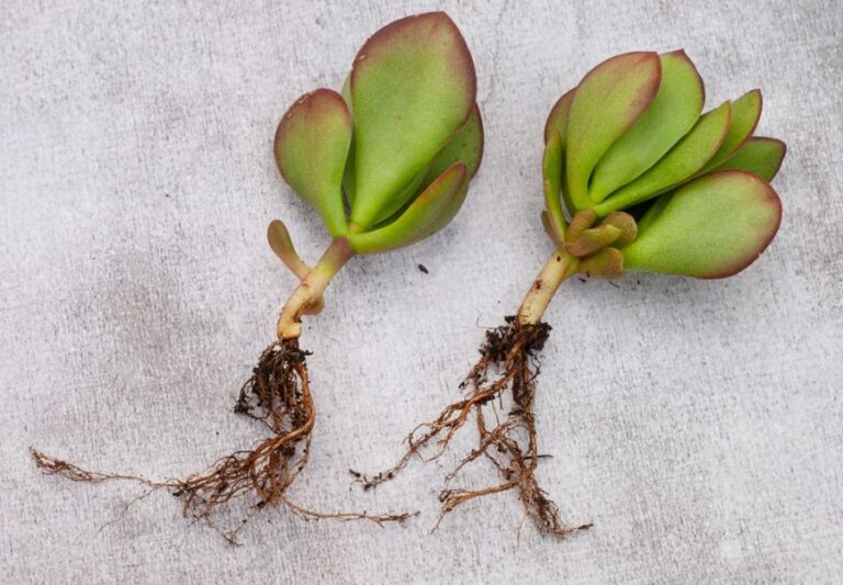 Roots on Cuttings of a Jade Plant