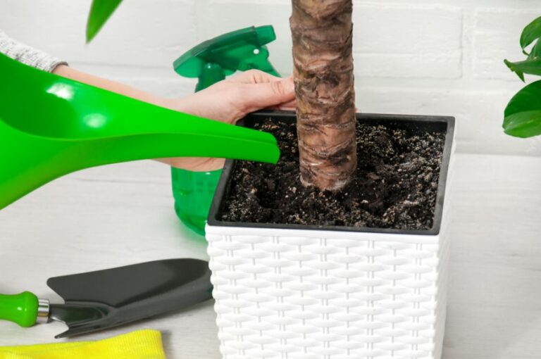 Watering a Yucca Plant in a White Pot