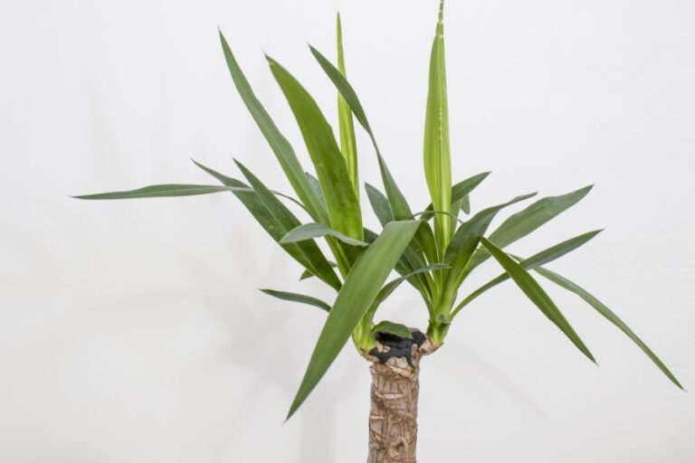 Yucca Plant Growing Indoors
