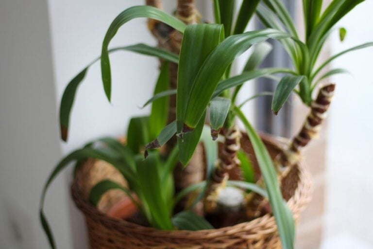Yucca Plant in a Wicker Pot