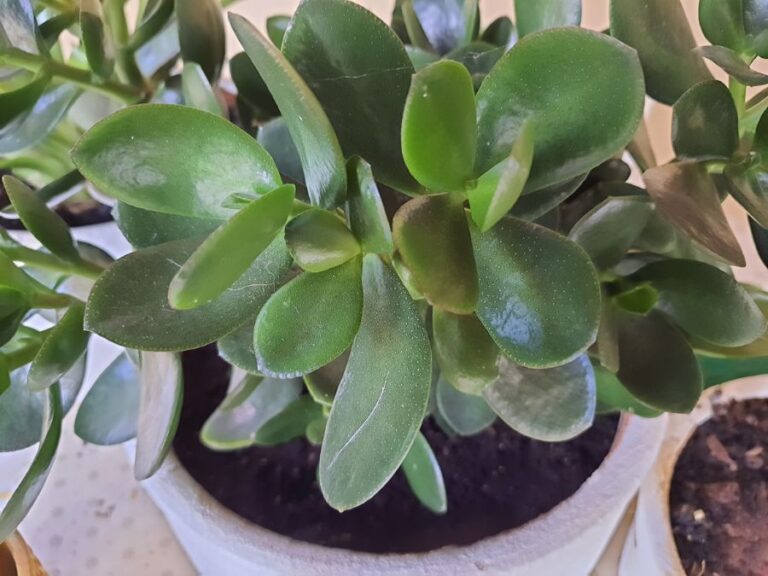A Potted Jade Plant Close Up