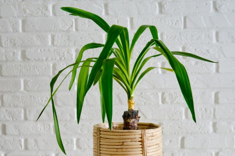 A Potted Yucca Plant