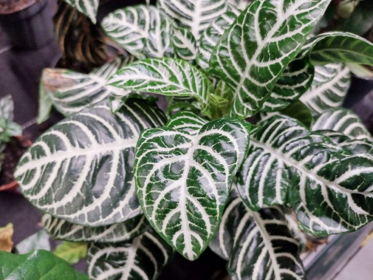 A Potted Zebra Plant