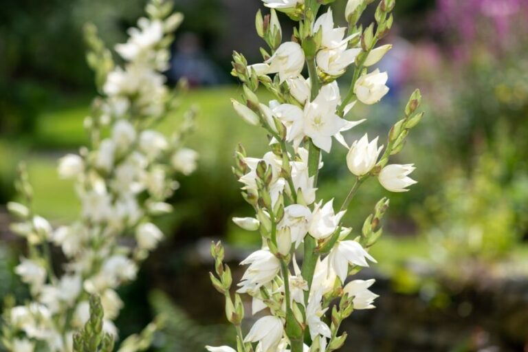 Blooming Flowers on a Yucca Filamentosa