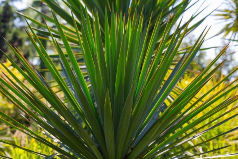 Bright Green Foliage of a Yucca Gloriosa