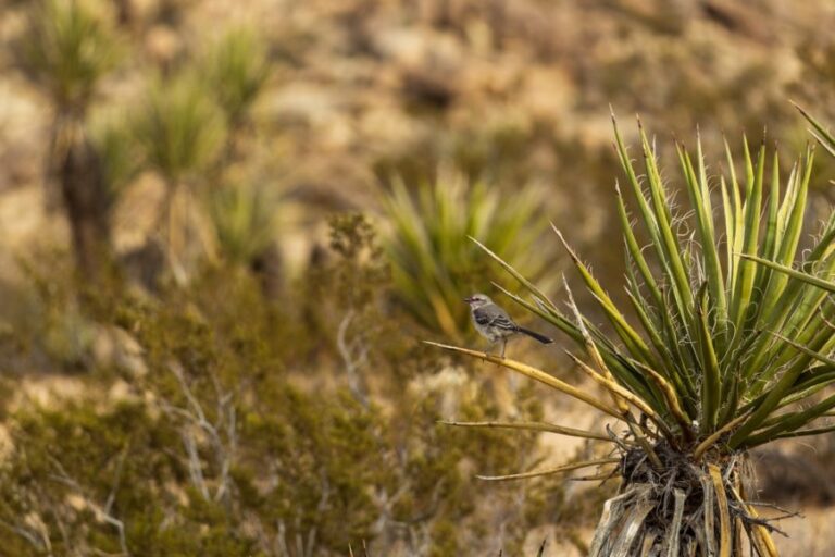 Browning Yucca Plant