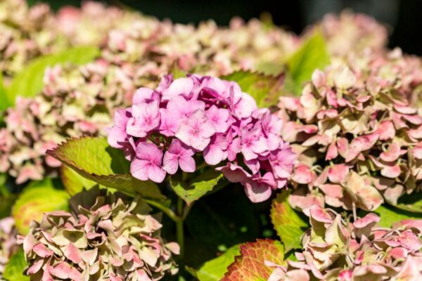 How to Get Rid of Hydrangea Scale - The Practical Planter