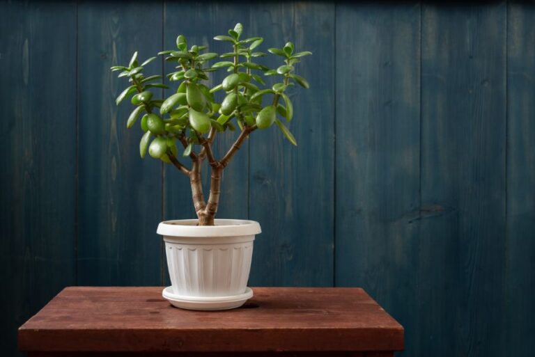 Jade Plant with Branches