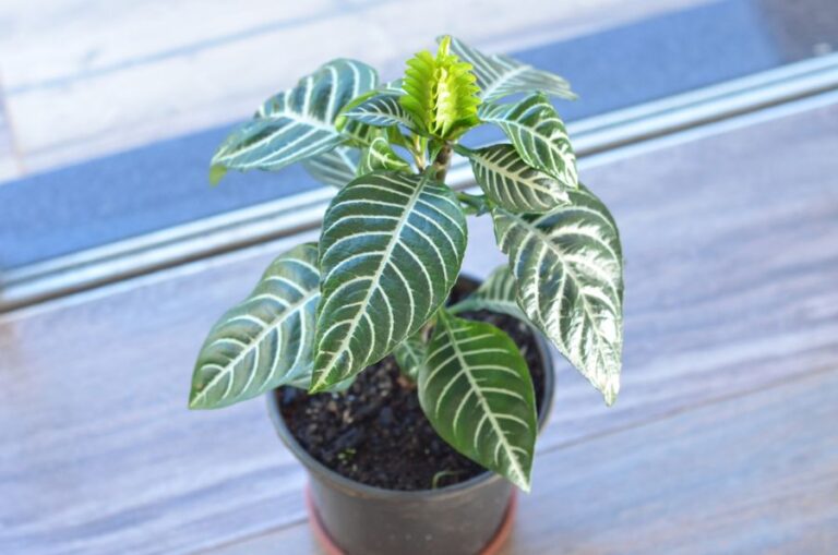 Potted Zebra Plant