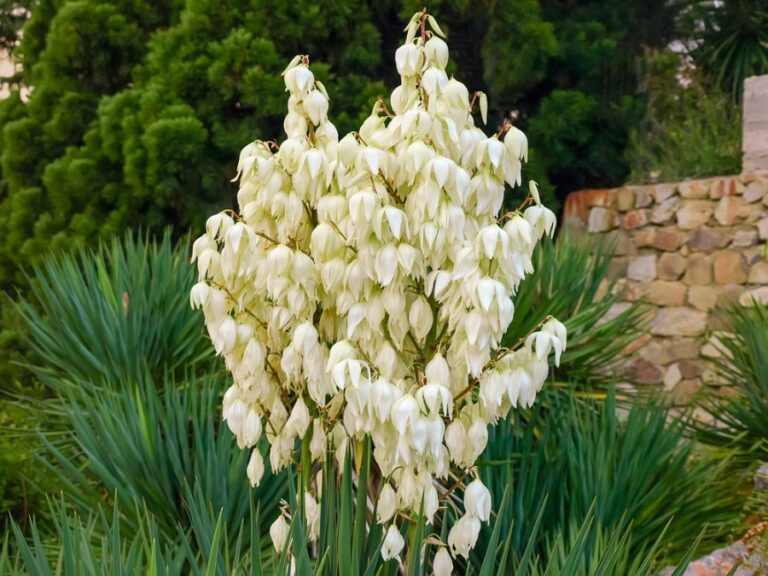 White Flowers Blooming on a Yucca Filamentosa