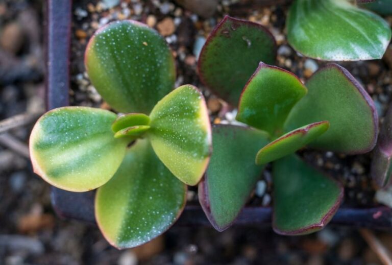White Spots on a Jade Plant