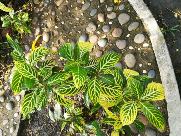 Yellowing Zebra Plant