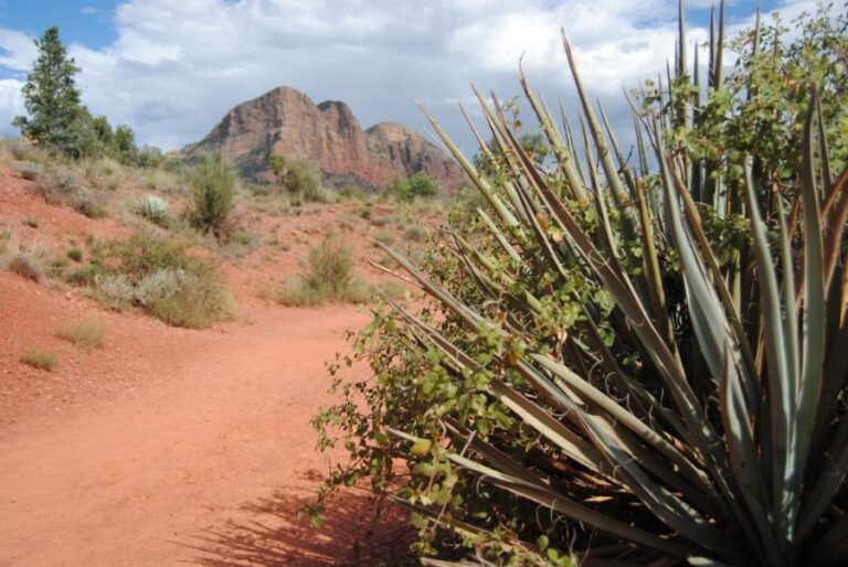 Yucca Along a Pathway in the Desert