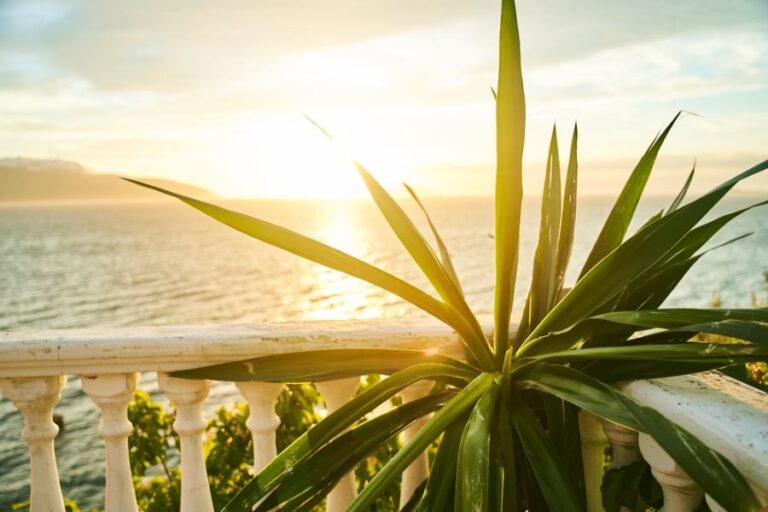 Yucca on a Patio During a Sunset