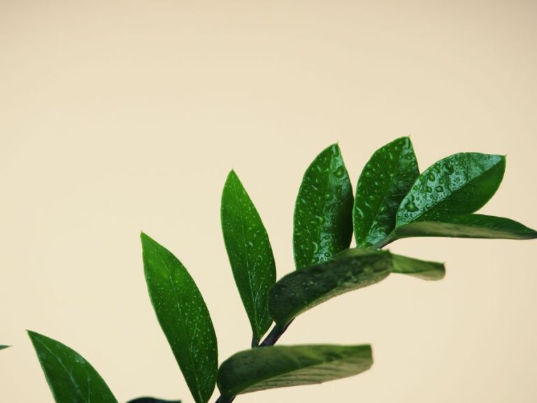 ZZ Plant Leaves Covered in Water