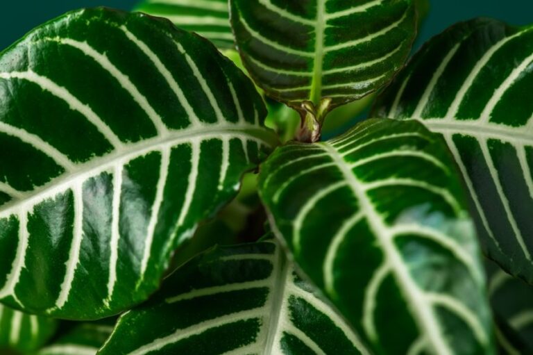 Zebra Plant Leaves Close Up