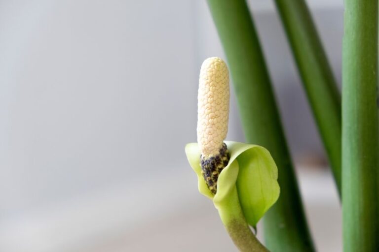 A Flowering ZZ Plant Close Up