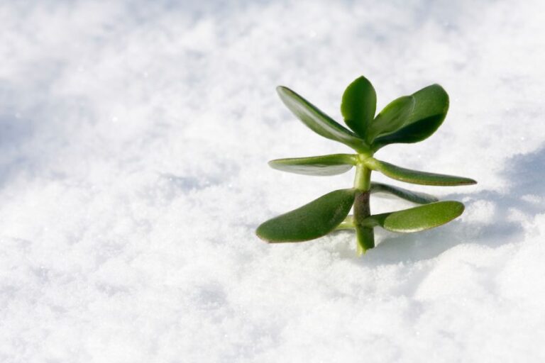 A Jade Plant in Snow