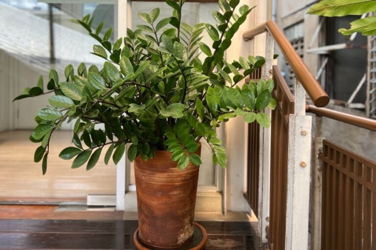 Bushy ZZ Plant