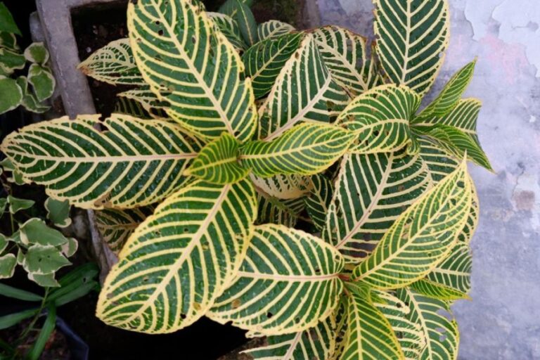 Holes in the Leaves of a Zebra Plant
