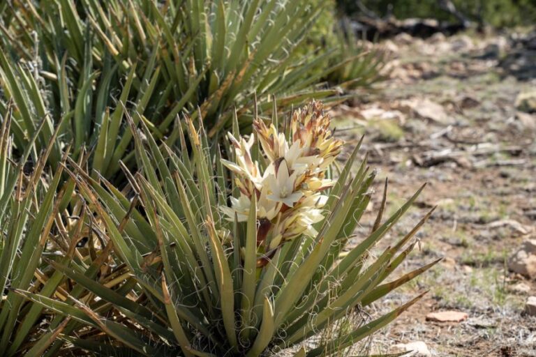 Multiple Yucca Plants