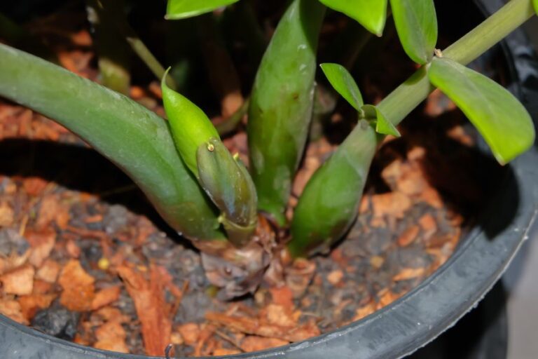 Potted ZZ Plant Close Up