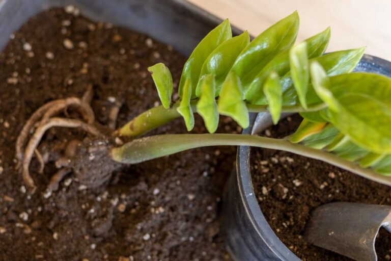 Propagating a ZZ Plant