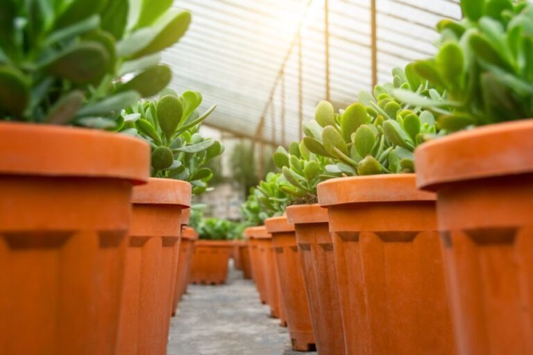 Rows of Potted Jade Plants
