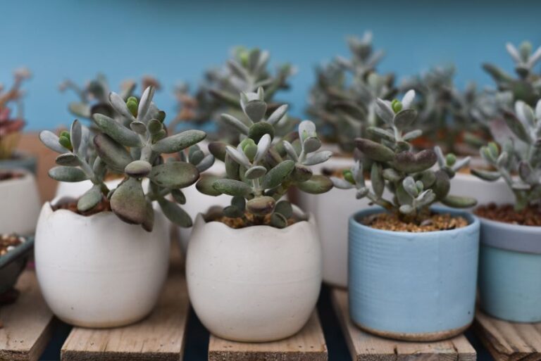 Several Small Jade Plants in Planters