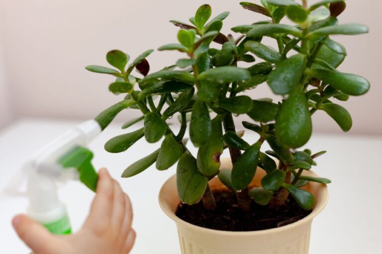 Spraying a Jade Plant with Neem Oil