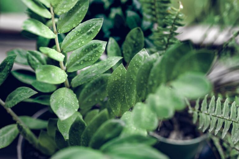 Wet ZZ Plant Leaves