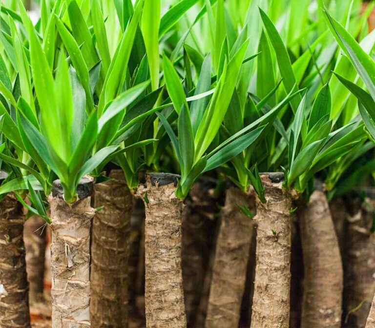Yucca Wood