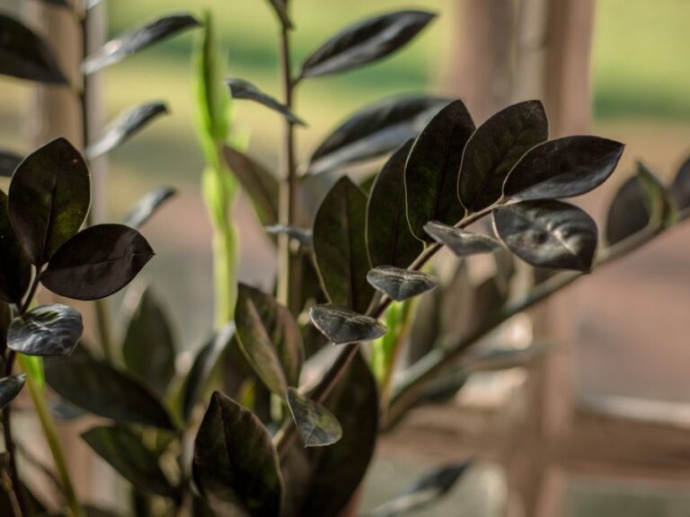 ZZ Plant in Dark Light