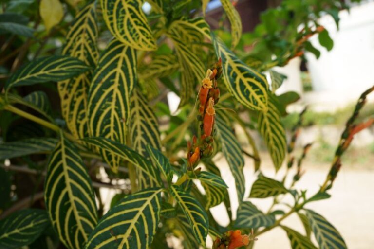 Zebra Plant
