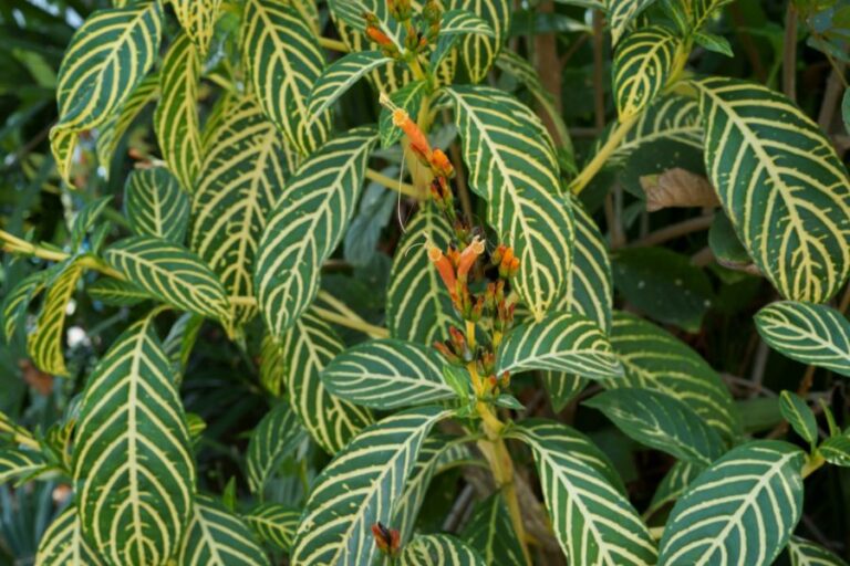 Zebra Plant Leaves
