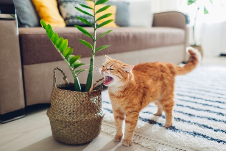 A Cat Near a ZZ Plant