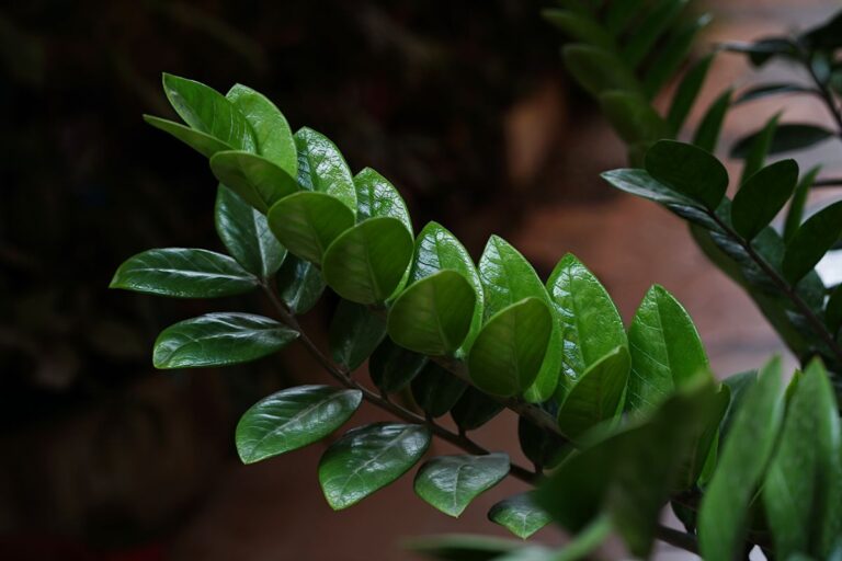 A ZZ Plant in Darkness