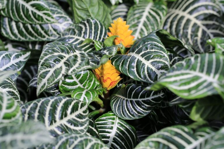 Blooming Zebra Plant
