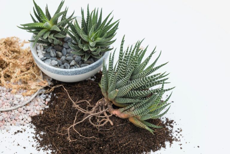 Close Up of Zebra Plant Roots