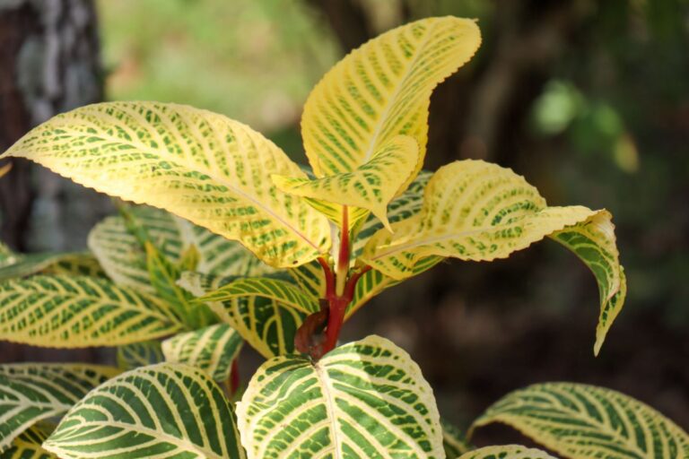 Drooping Zebra Plant