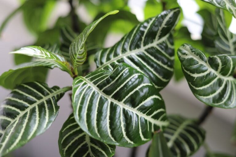 Indoor Zebra Plant Close Up