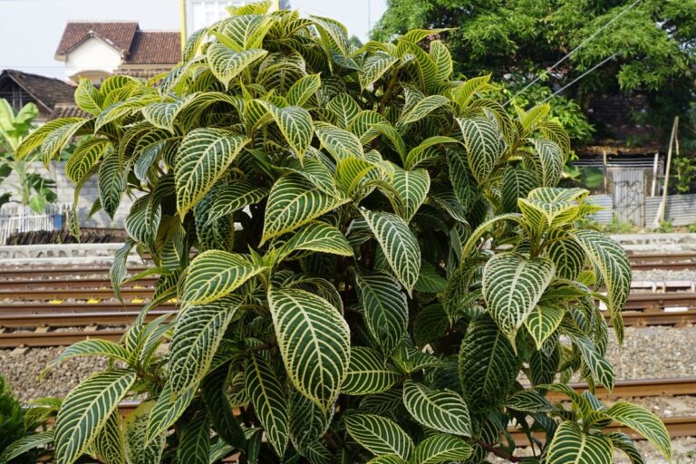 Large Zebra Plant
