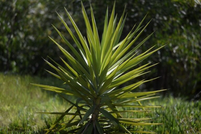 Planted Yucca