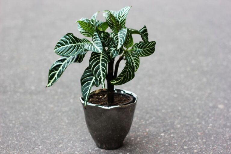 Potted Zebra Plant